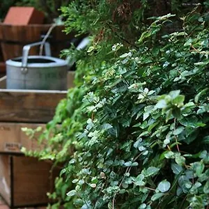 Garden *** Киото